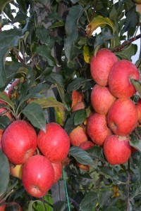 Turkish Journal of Food and Agriculture Sciences-Asos İndeks